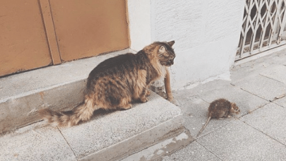 CicaPatkany_hurremsbazaar